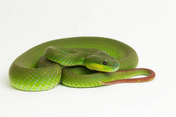 Nahaufnahme Weißlippennatter Trimeresurus Albolabris Isoliert Auf Weißem Hintergrund — Stockfoto