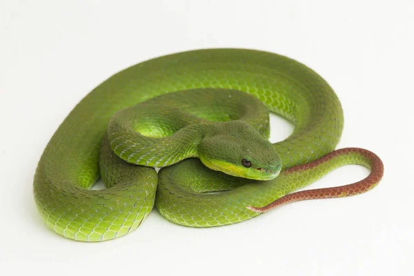 Close White Lipped Green Pit Viper Snake Trimeresurus Albolabris Isolated — Stock Photo, Image