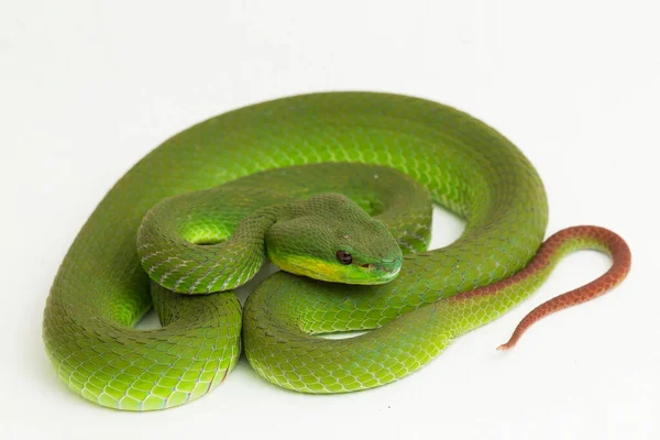 在白色背景下隔离的白唇绿嘴毒蛇 Trimeresurus Albolabris — 图库照片
