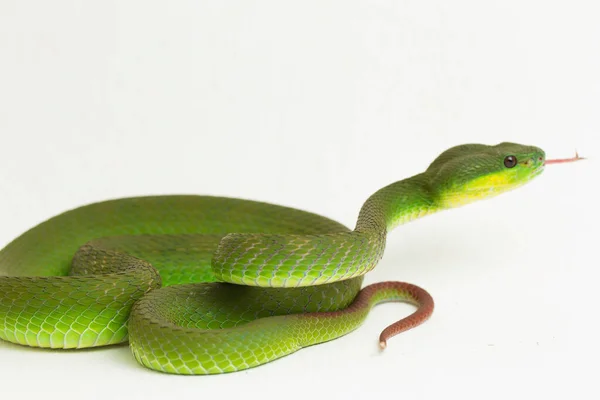 Κοντινό Πλάνο Λευκόχειλο Green Pit Viper Φίδι Trimeresurus Albolabris Απομονωμένο — Φωτογραφία Αρχείου