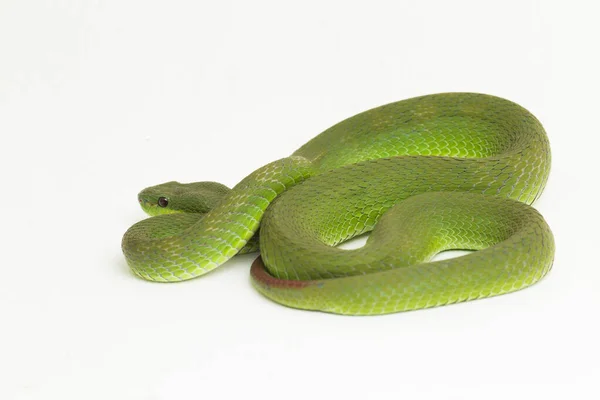 在白色背景下隔离的白唇绿嘴毒蛇 Trimeresurus Albolabris — 图库照片