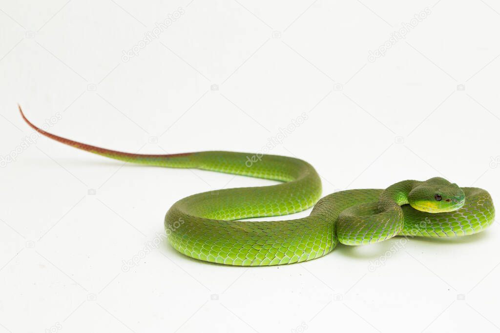 Close up White-lipped Green Pit Viper snake (trimeresurus albolabris) isolated on white background