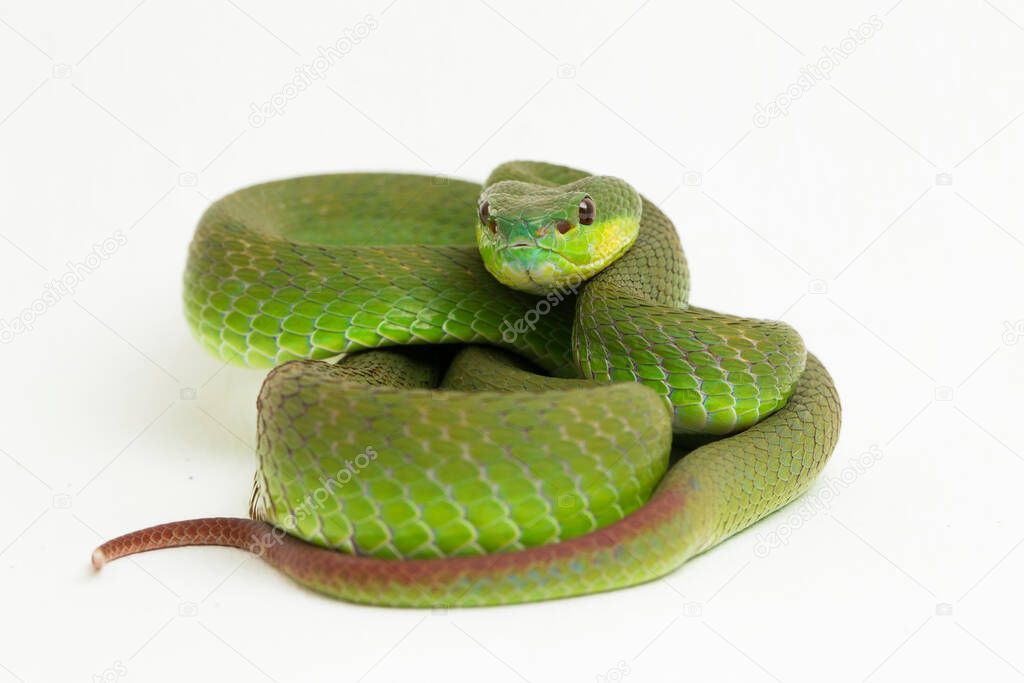 Close up White-lipped Green Pit Viper snake (trimeresurus albolabris) isolated on white background