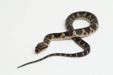 Yaygın kabarık yüzlü su yılanı (Homalopsis bucccata), bantlı su yılanı veya beyaz arka planda izole edilmiş kabarık yüzlü su yılanı.