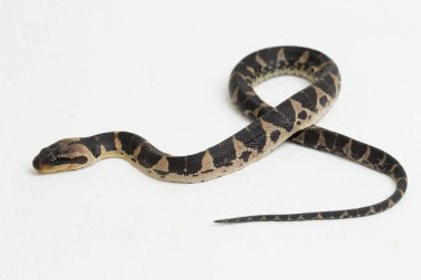 Yaygın kabarık yüzlü su yılanı (Homalopsis bucccata), bantlı su yılanı veya beyaz arka planda izole edilmiş kabarık yüzlü su yılanı.