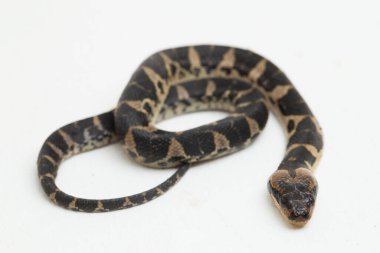 Yaygın kabarık yüzlü su yılanı (Homalopsis bucccata), bantlı su yılanı veya beyaz arka planda izole edilmiş kabarık yüzlü su yılanı.