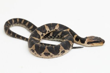 Yaygın kabarık yüzlü su yılanı (Homalopsis bucccata), bantlı su yılanı veya beyaz arka planda izole edilmiş kabarık yüzlü su yılanı.