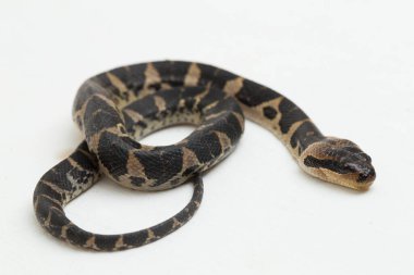 Yaygın kabarık yüzlü su yılanı (Homalopsis bucccata), bantlı su yılanı veya beyaz arka planda izole edilmiş kabarık yüzlü su yılanı.