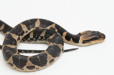 Yaygın kabarık yüzlü su yılanı (Homalopsis bucccata), bantlı su yılanı veya beyaz arka planda izole edilmiş kabarık yüzlü su yılanı.