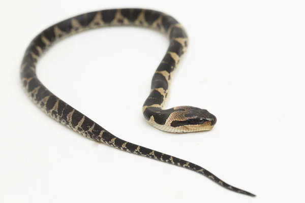 Gewöhnliche Wasserschlange Homalopsis Buccata Gebänderte Wasserschlange Oder Gebänderte Gebänderte Wasserschlange — Stockfoto