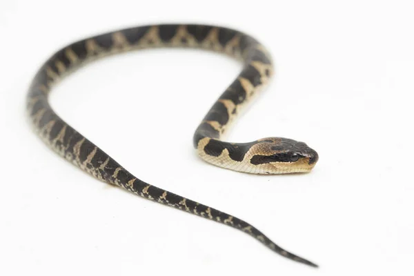 Serpiente Común Agua Con Cara Soplo Homalopsis Buccata Serpiente Agua — Foto de Stock