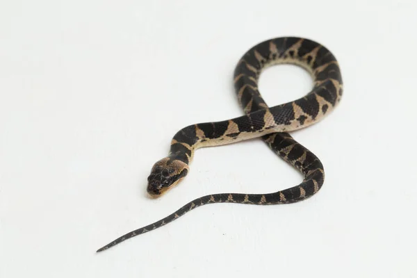 Serpiente Común Agua Con Cara Soplo Homalopsis Buccata Serpiente Agua —  Fotos de Stock