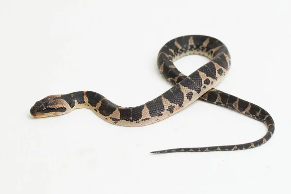 Common Puff Faced Water Snake Homalopsis Buccata Banded Water Snake — Stock Photo, Image