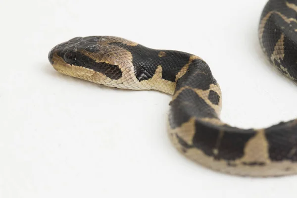 Serpiente Común Agua Con Cara Soplo Homalopsis Buccata Serpiente Agua — Foto de Stock