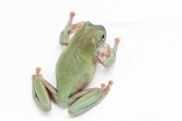 Cerca Rana Árbol Voluminosa Rana Árbol White Sobre Fondo Blanco — Foto de Stock