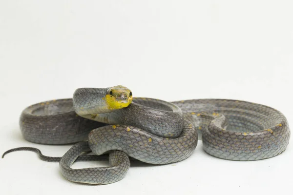 Gonyosoma Oxycephalum Den Arboreal Ratorm Den Röd Tailed Grön Ratorm — Stockfoto