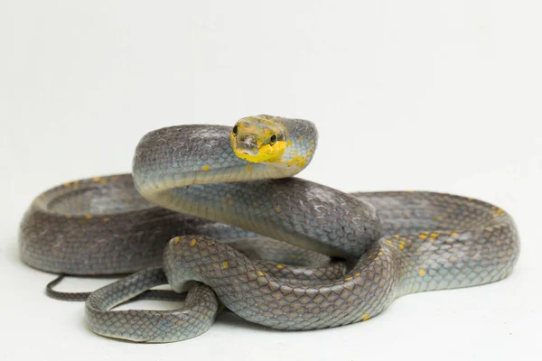 Gonyosoma Oxycephalum Arboreal Ratsnake Czerwono Ogonowy Zielony Ratsnake Czerwono Ogonowy — Zdjęcie stockowe