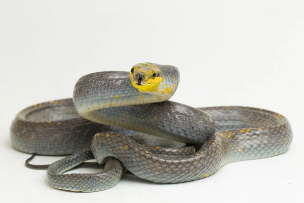 Gonyosoma Oxycephalum Ratsnake Arbórea Ratsnake Verde Cauda Vermelha Piloto Cauda — Fotografia de Stock