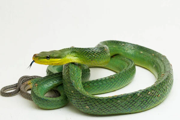 Gonyosoma Oxycephalum Arboreale Ratsnake Roodstaartgroene Ratsnake Roodstaartracer Geïsoleerd Witte Achtergrond — Stockfoto