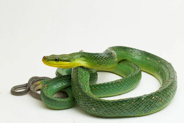 Cobra víbora azul no galho, cobra víbora pronta para atacar, insularis azul