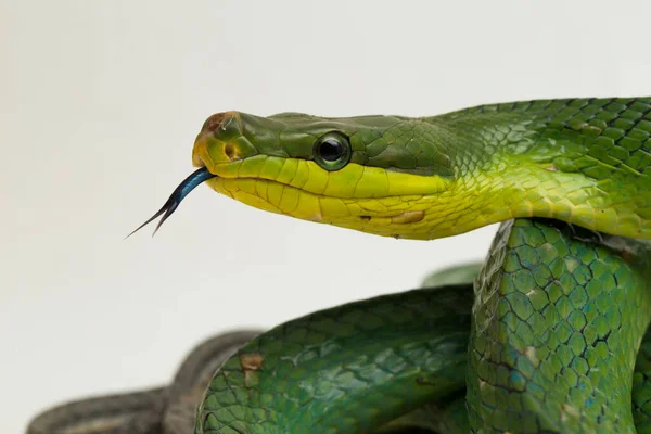 Gonyosoma Oxycephalum Fakígyó Vörös Farkú Zöld Laposkígyó Vörös Farkú Versenyző — Stock Fotó