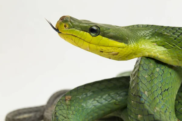 Gonyosoma Oxycephalum Fakígyó Vörös Farkú Zöld Laposkígyó Vörös Farkú Versenyző — Stock Fotó