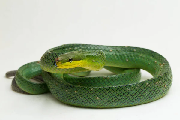 Gonyosoma Oxycephalum Δενδρόβιο Φίδι Κόκκινο Ουρά Πράσινο Φίδι Και Κόκκινο — Φωτογραφία Αρχείου
