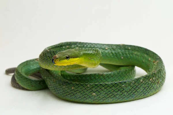 Gonyosoma Oxycephalum Arboreal Ratsnake Czerwono Ogonowy Zielony Ratsnake Czerwono Ogonowy — Zdjęcie stockowe