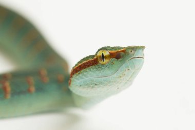 Wagler 'in çukur engereği (Tropidolaemus wagleri) beyaz arkaplanda izole edildi