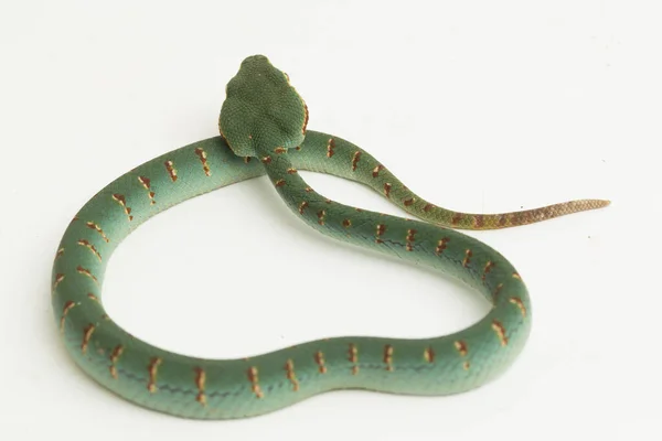 Wagler Pit Viper Tropidolaemus Wagleri Isolated White Background — Stock Photo, Image