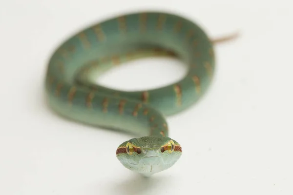 Wagler Pit Viper Tropidolaemus Wagleri Isolated White Background — Stock Photo, Image