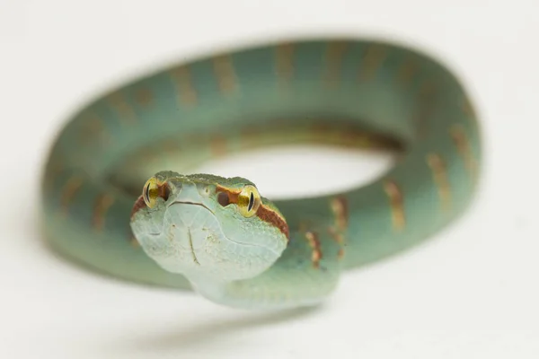 Wagler Pit Viper Tropidolaemus Wagleri Isolated White Background — Stock Photo, Image