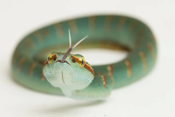 在白色背景下被隔离的瓦格纳的坑毒蛇 Pipidolaemus Wagleri — 图库照片