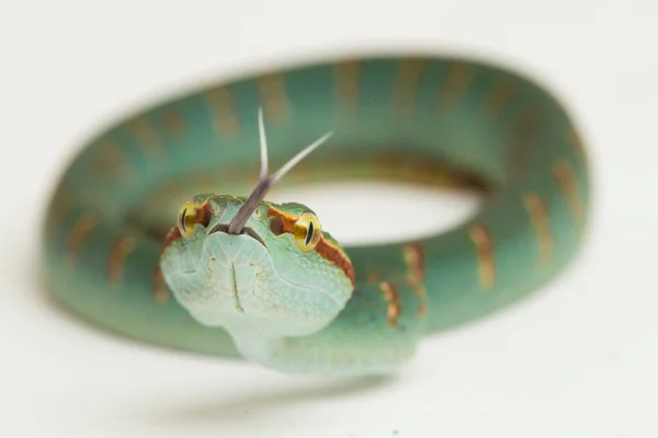 Vipère Wagler Tropidolaemus Wagleri Isolée Sur Fond Blanc — Photo