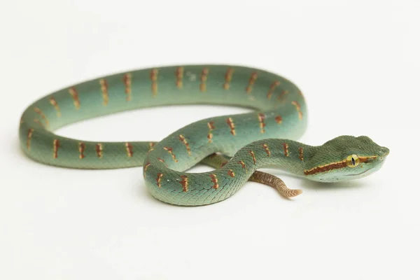 Vipera Pittrice Wagler Tropidolaemus Wagleri Isolata Sfondo Bianco — Foto Stock