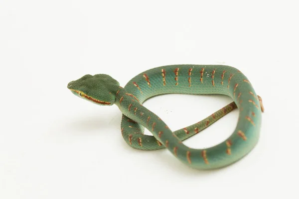 在白色背景下被隔离的瓦格纳的坑毒蛇 Pipidolaemus Wagleri — 图库照片
