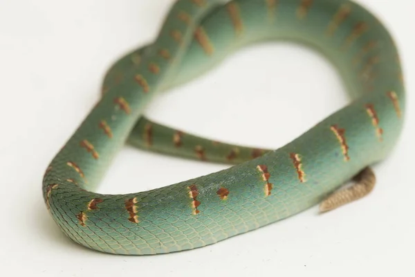 Fehér Alapon Izolált Wagler Gödörvipera Tropidolaemus Wagleri — Stock Fotó