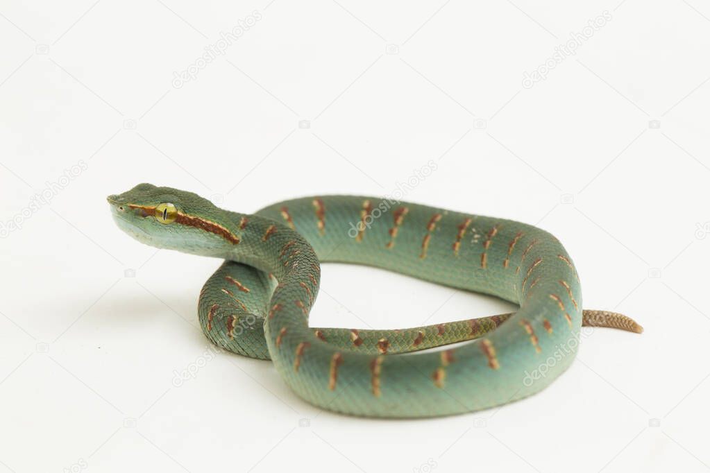 Wagler's pit viper (Tropidolaemus wagleri) isolated on white background