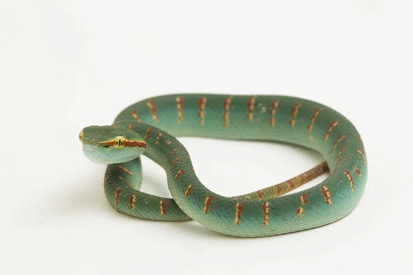 Víbora Pozo Wagler Tropidolaemus Wagleri Aislada Sobre Fondo Blanco — Foto de Stock