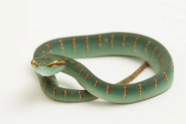 Wagler Pit Viper Tropidolaemus Wagleri Isolated White Background — Stock Photo, Image