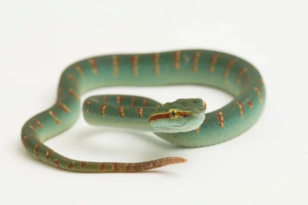 Wagler Pit Viper Tropidolaemus Wagleri Isolated White Background — Stock Photo, Image