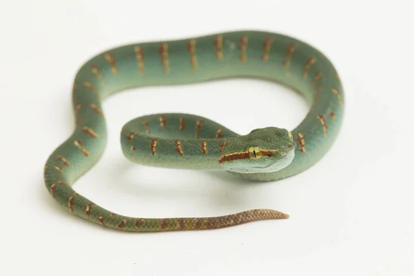 Víbora Pozo Wagler Tropidolaemus Wagleri Aislada Sobre Fondo Blanco — Foto de Stock