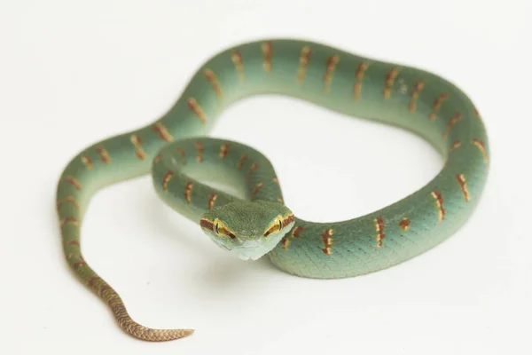 Víbora Pozo Wagler Tropidolaemus Wagleri Aislada Sobre Fondo Blanco — Foto de Stock