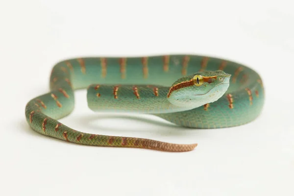 Fehér Alapon Izolált Wagler Gödörvipera Tropidolaemus Wagleri — Stock Fotó