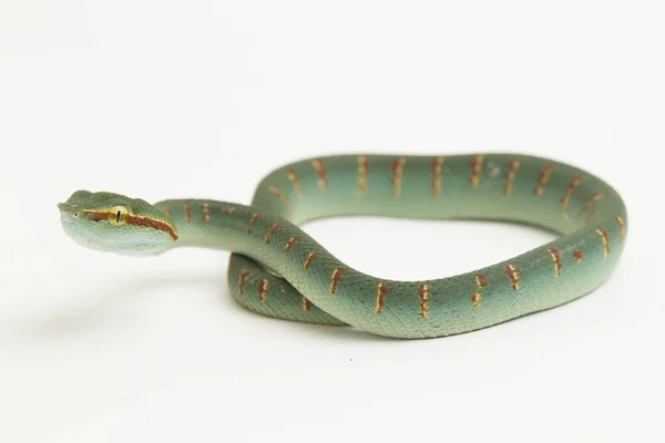 Fehér Alapon Izolált Wagler Gödörvipera Tropidolaemus Wagleri — Stock Fotó