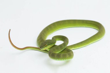 Beyaz arka planda Trimeresurus insularis (Beyaz dudaklı ada çukur engereği)