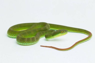 Beyaz arka planda Trimeresurus insularis (Beyaz dudaklı ada çukur engereği)