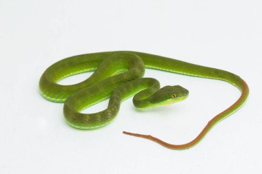 Beyaz arka planda Trimeresurus insularis (Beyaz dudaklı ada çukur engereği)
