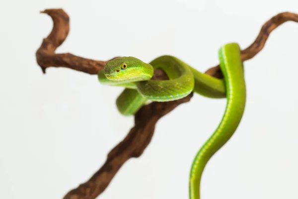 Trimeresurus Insularis Vipère Lèvres Blanches Sur Fond Blanc — Photo