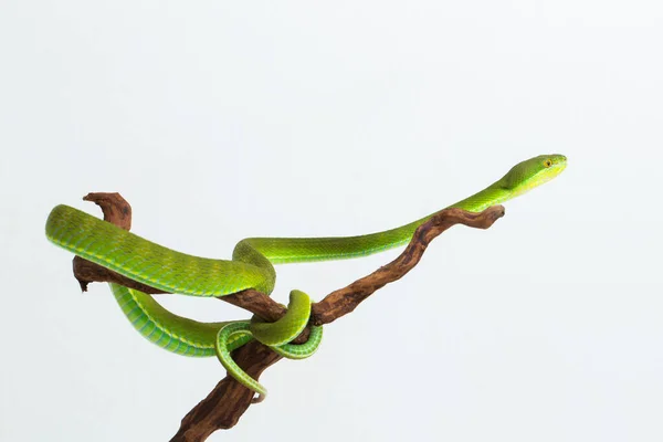 Trimeresurus Insularis White Lipped Island Pit Viper Белом Фоне — стоковое фото